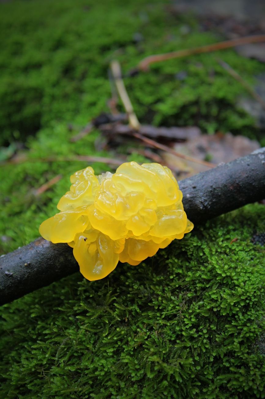 vibrant yellow jelly fungus on mossy branch