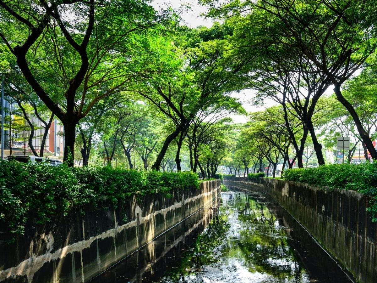 Lush green canal surrounded by trees, offering a peaceful urban retreat.